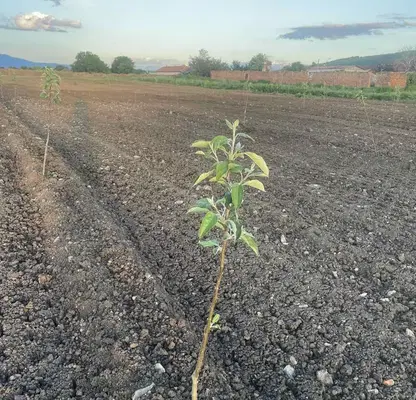 Photo 3 — Plot in Oblast Pernik, Kondofrei