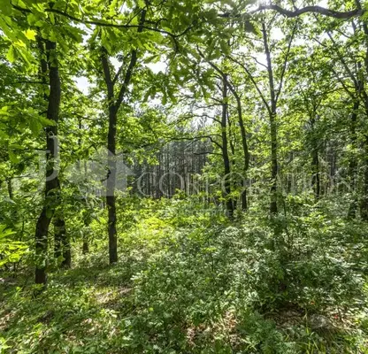 Photo 4 — Plot in Oblast Pernik, Rudarci