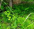 Снимка 3 — Парцел в Перник, с. Рударци