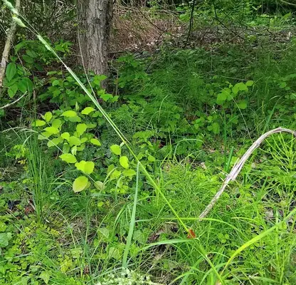Photo 3 — Plot in Oblast Pernik, Rudarci