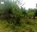 Снимка 5 — Парцел в Перник, с. Студена