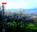 Снимка 4 — Парцел в Перник, с. Зелени