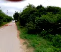 Снимка 4 — Парцел в Плевен, Койнаре