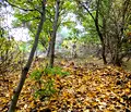 Снимка 5 — Парцел в Плевен, с. Асеново
