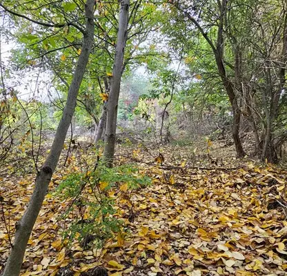 Photo 5 — Plot in Oblast Pleven, Asenovo