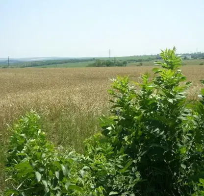 Снимка 3 — Парцел в Плевен, с. Брестовец