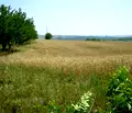 Снимка 4 — Парцел в Плевен, с. Брестовец