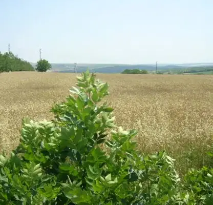 Снимка 4 — Парцел в Плевен, с. Брестовец