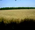Снимка 5 — Парцел в Плевен, с. Брестовец