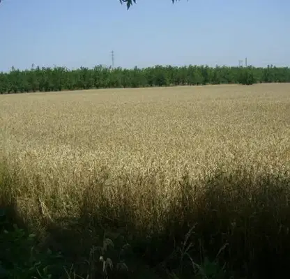 Снимка 5 — Парцел в Плевен, с. Брестовец