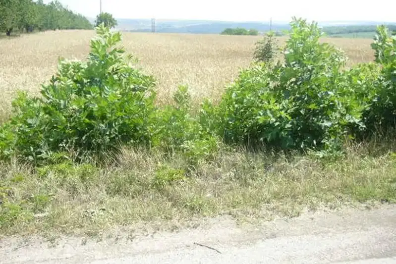 Парцел в Плевен, с. Брестовец