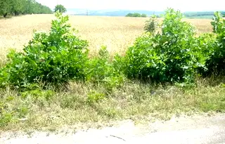 Парцел в Плевен, с. Брестовец