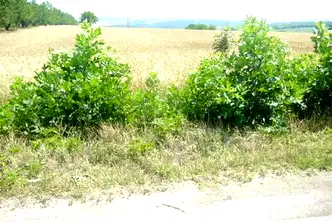 Парцел в Плевен, с. Брестовец