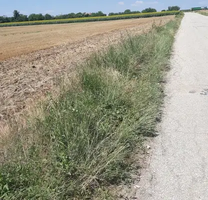 Photo 3 — Plot in Oblast Pleven, Byrkach