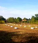 Парцел в Плевен, с. Коиловци