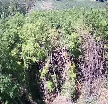 Photo 5 — Plot in Oblast Pleven, Obnova