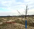 Снимка 2 — Парцел в Пловдив, Карлово