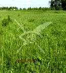 Парцел в Пловдив, Перущица