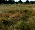 Снимка 3 — Парцел в Пловдив, с. Богданица