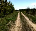 Снимка 2 — Парцел в Пловдив, с. Брестник