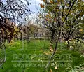 Снимка 3 — Парцел в Пловдив, с. Брестник
