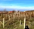 Снимка 4 — Парцел в Пловдив, с. Брестовица