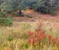 Снимка 5 — Парцел в Пловдив, с. Цар Калоян