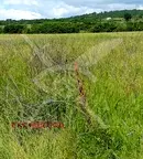 Парцел в Пловдив, с. Горна махала