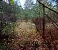 Снимка 3 — Парцел в Пловдив, с. Горнослав