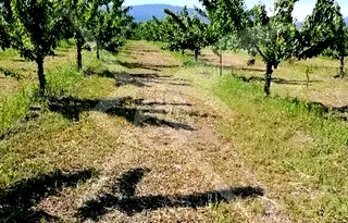 Парцел в Пловдив, с. Йоаким Груево