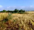 Снимка 3 — Парцел в Пловдив, с. Крумово