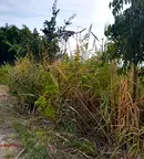 Парцел в Пловдив, с. Оризари