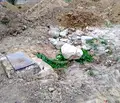 Снимка 4 — Парцел в Пловдив, с. Първенец