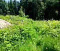 Снимка 4 — Парцел в Пловдив, с. Ситово