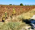 Снимка 4 — Парцел в Пловдив, с. Скутаре
