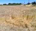 Снимка 4 — Парцел в Пловдив, с. Стрелци