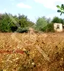 Парцел в Пловдив, с. Татарево