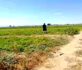 Снимка 5 — Парцел в Пловдив, с. Труд