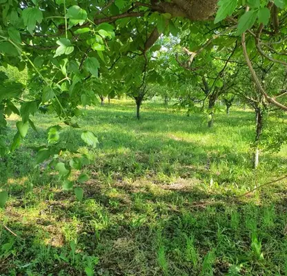 Photo 3 — Plot in Oblast Ruse, Bistrenci