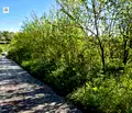 Снимка 3 — Парцел в Русе, с. Ново село