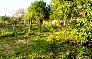 Парцел в Шумен, с. Илия Блъсково