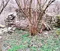 Снимка 4 — Парцел в Шумен, с. Каспичан