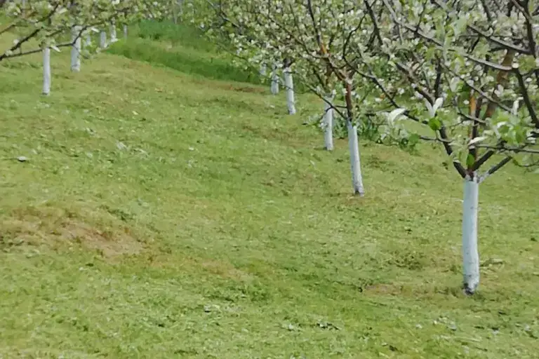 Plot in Oblast Shumen, Konevo