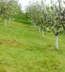 Парцел в Шумен, с. Конево