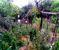 Снимка 3 — Парцел в Шумен, с. Кюлевча