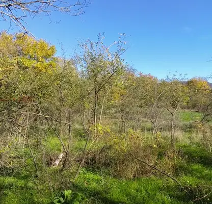 Photo 3 — Plot in Oblast Shumen, Mogila