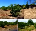 Снимка 5 — Парцел в Силистра, Алфатар