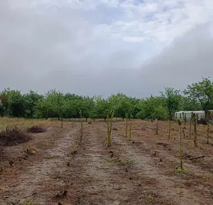 Photo 3 — Plot in Oblast Silistra, Dulovo