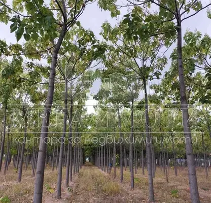 Photo 3 — Plot in Oblast Sliven, Chintulovo