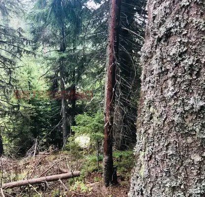 Снимка 5 — Парцел в Смолян, с. Кутела